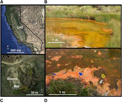 Environmental and Biological Influences on Carbonate Precipitation Within Hot Spring Microbial Mats in Little Hot Creek, CA